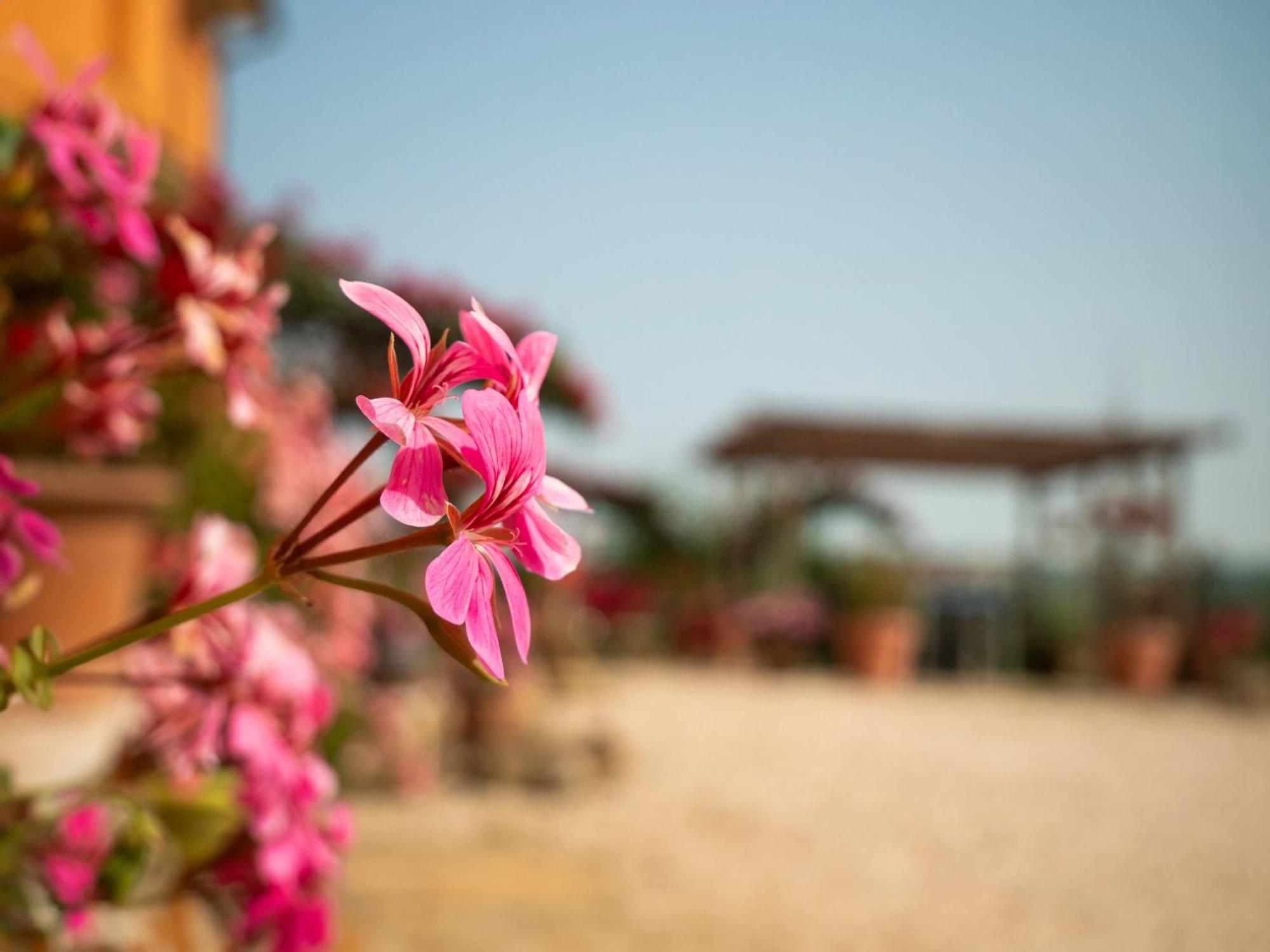 ليسي B&B Aesis La Dolce Collina المظهر الخارجي الصورة